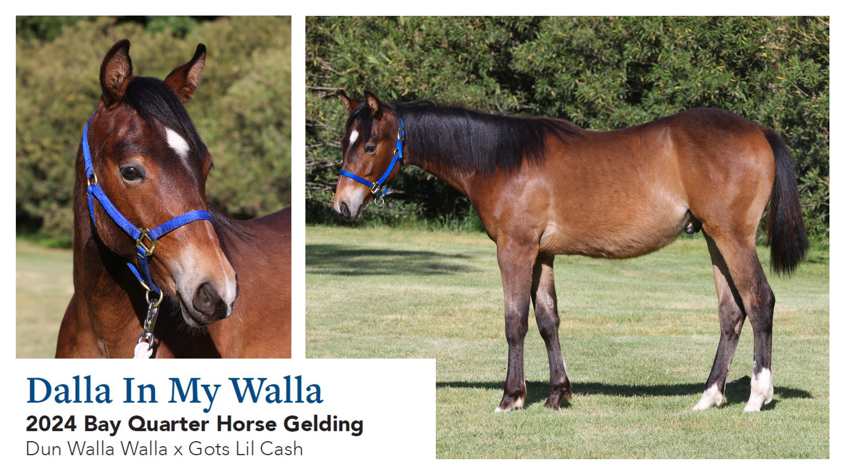 Dalla In My Walla- 2024 Bay QH Gelding