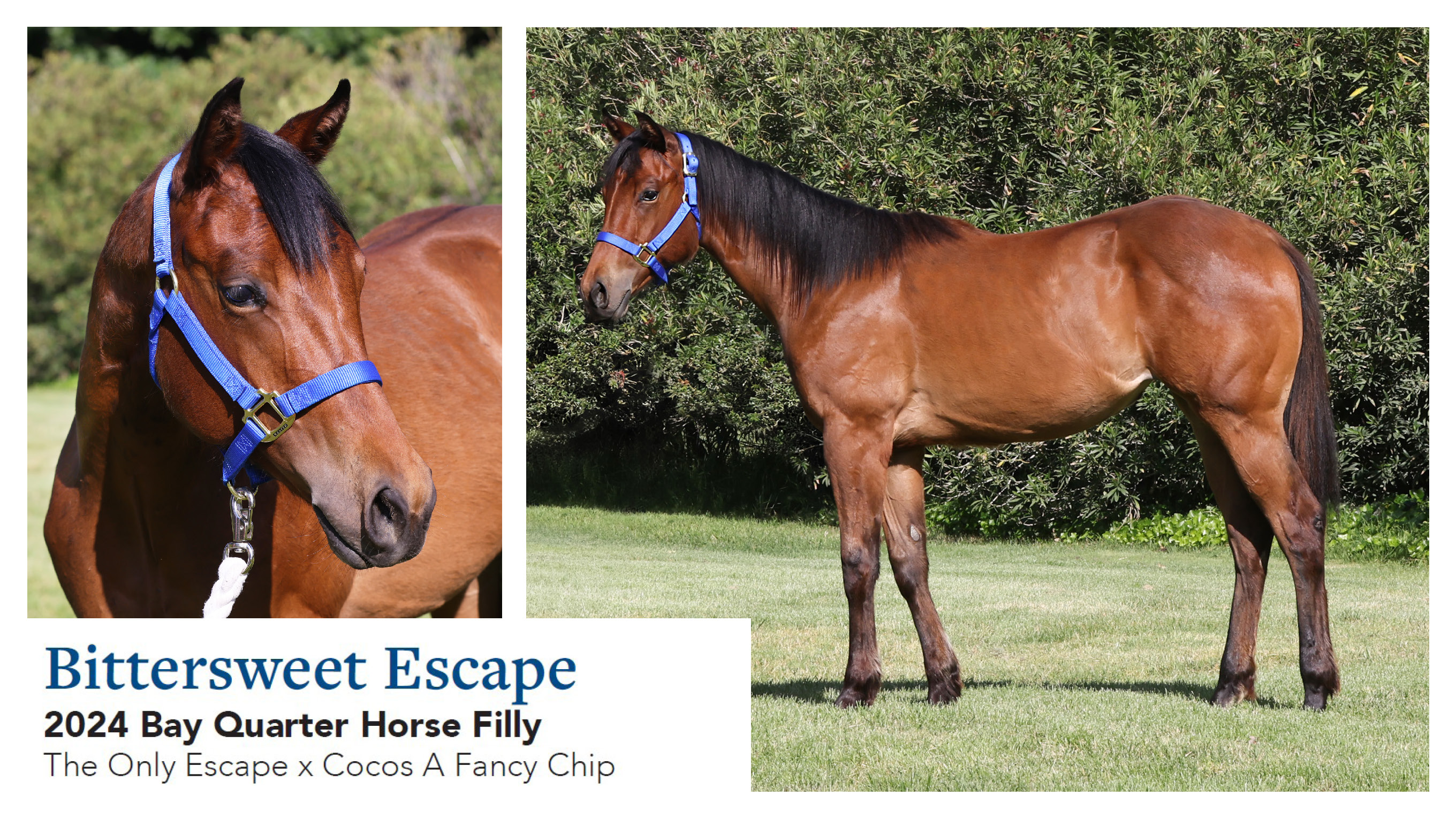 Bittersweet Escape 2024 Bay AH Filly