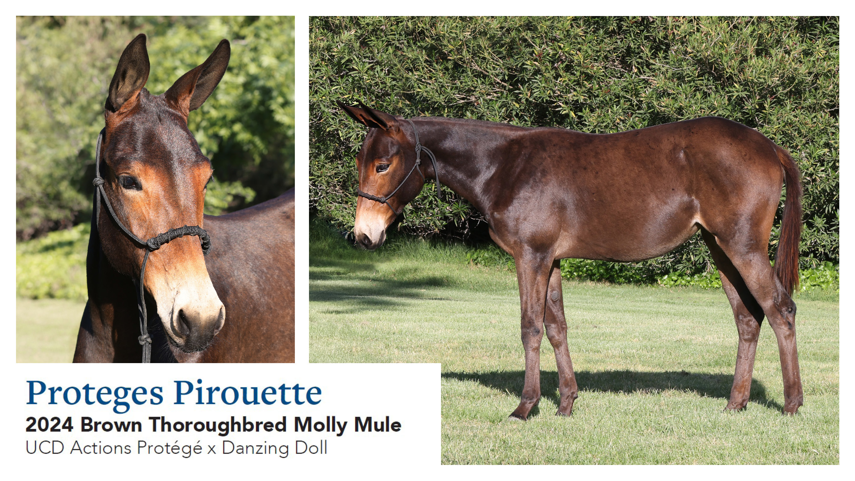 Proteges Pirouette 2024 Brown TB Molly Mule