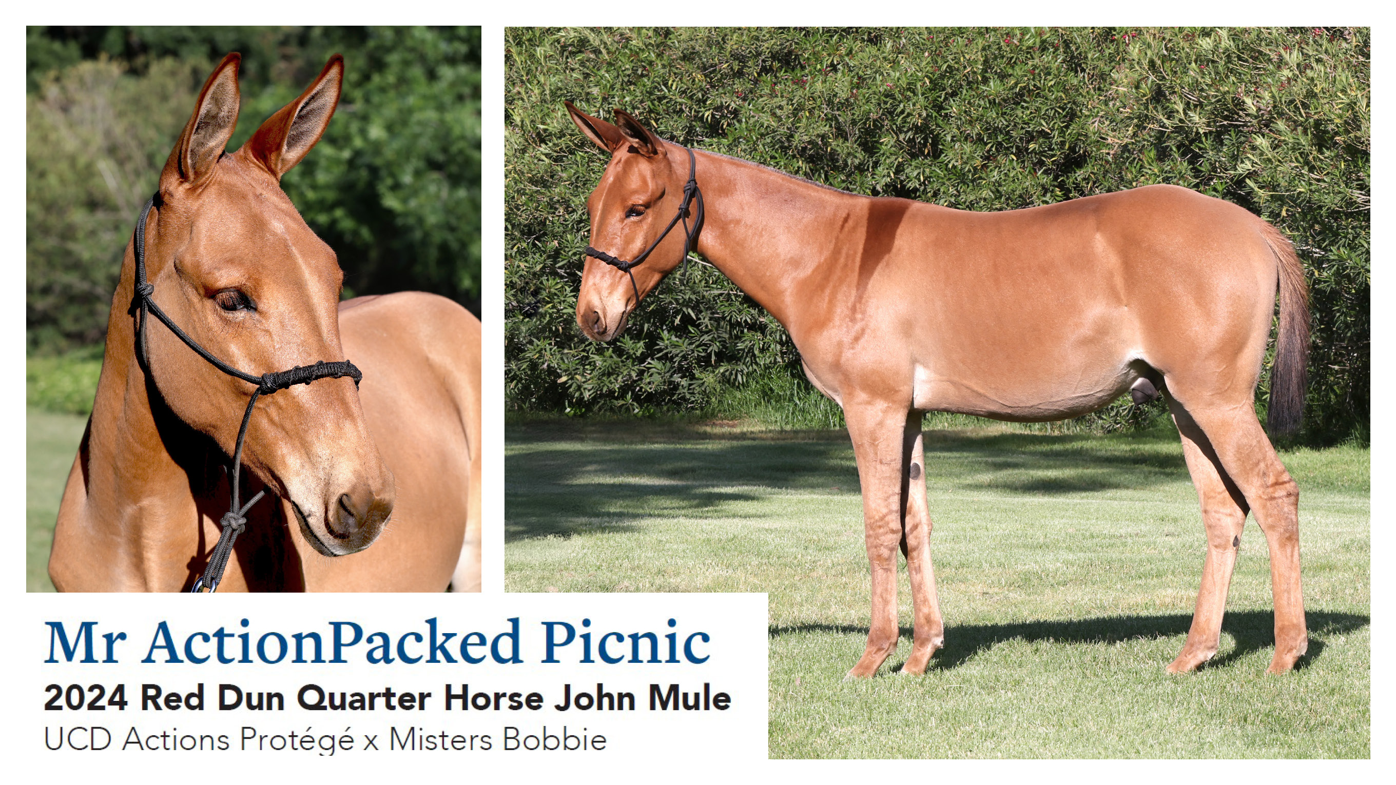 Mr ActionPacked Picnic 2024 Red Dun QH John Mule