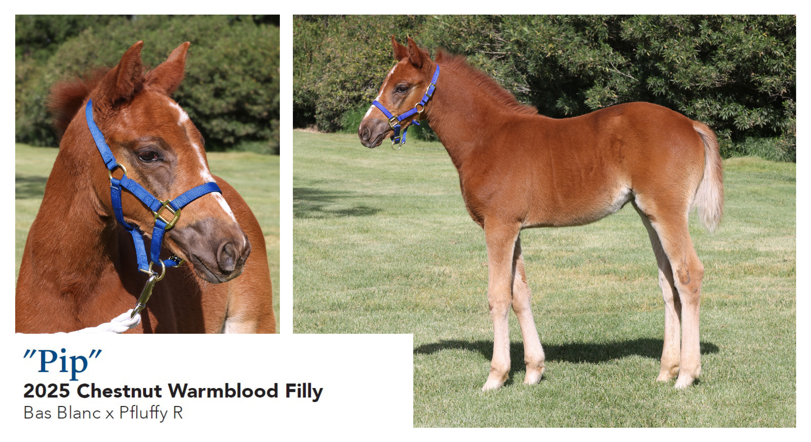 Pip- 2025 Chestnut WB Filly