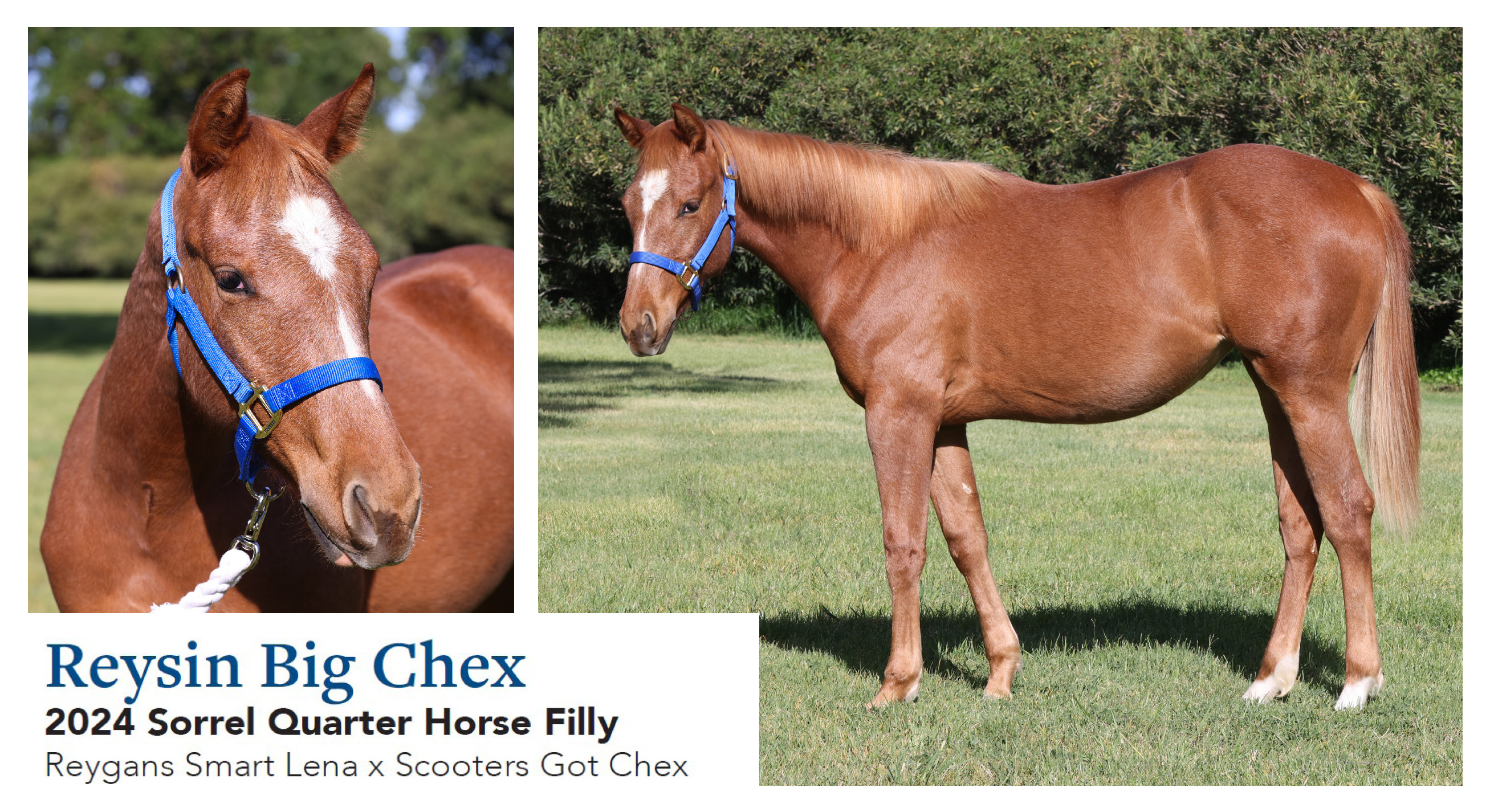 Reysin Big Chex- 2024 Sorrel QH Filly
