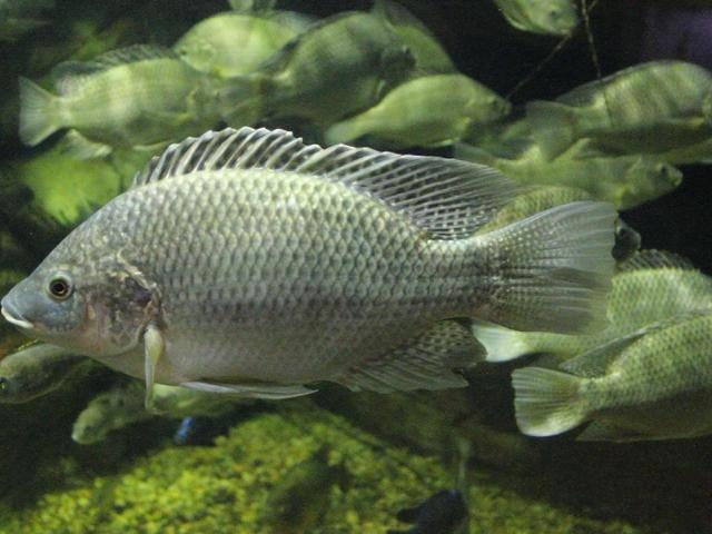 Tilapia, Photo by Greg Hume/Creative Commons