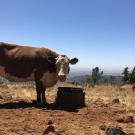 A cow at the Sierra Foothill Research Center