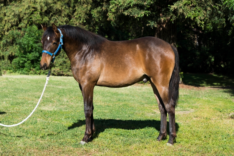 Horse