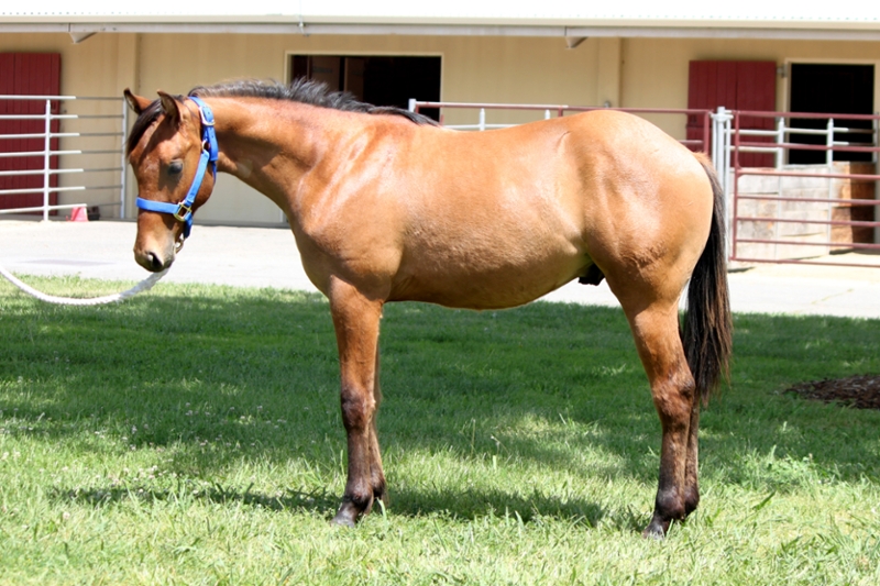 Horse