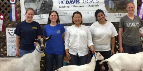 Uc Davis Department Of Animal Science