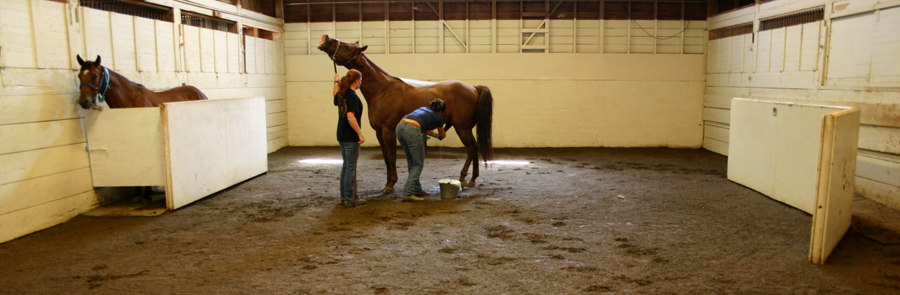 Breeding shed