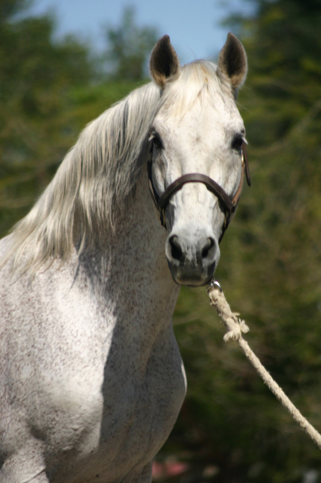 Comanche II