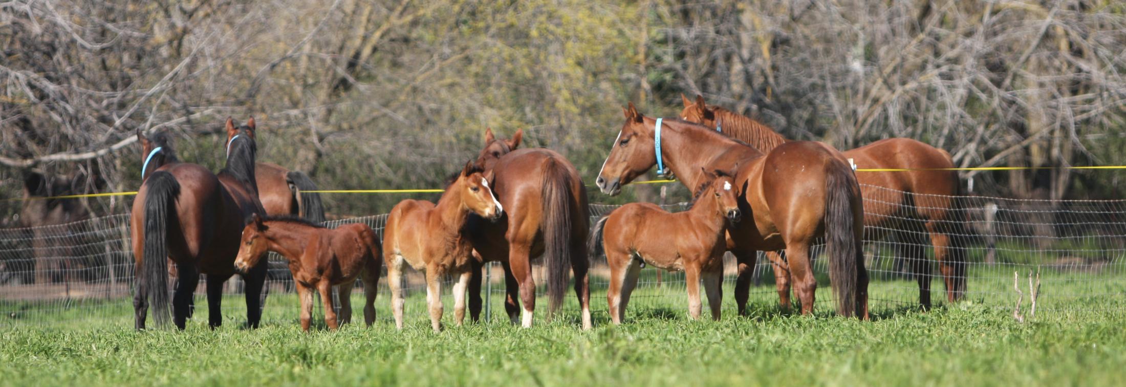 Horses