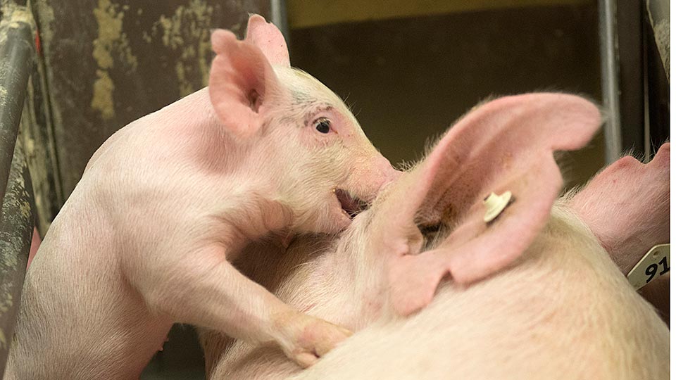 A piglet stands near its mom's ear.  (Gregory Urquiaga/UC Davis)