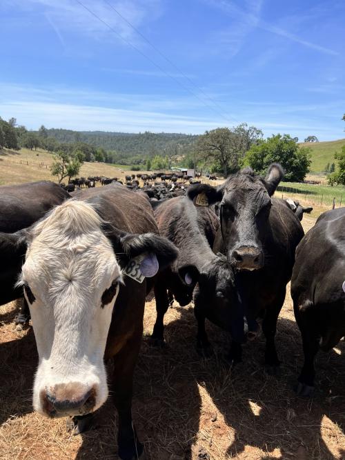 Cattle at the Sierra Foothill Research center