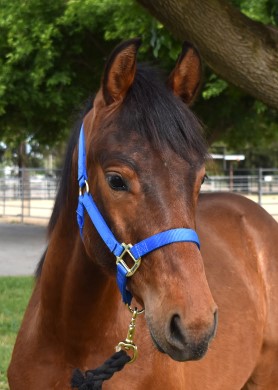 Head of Horse in Lot 3