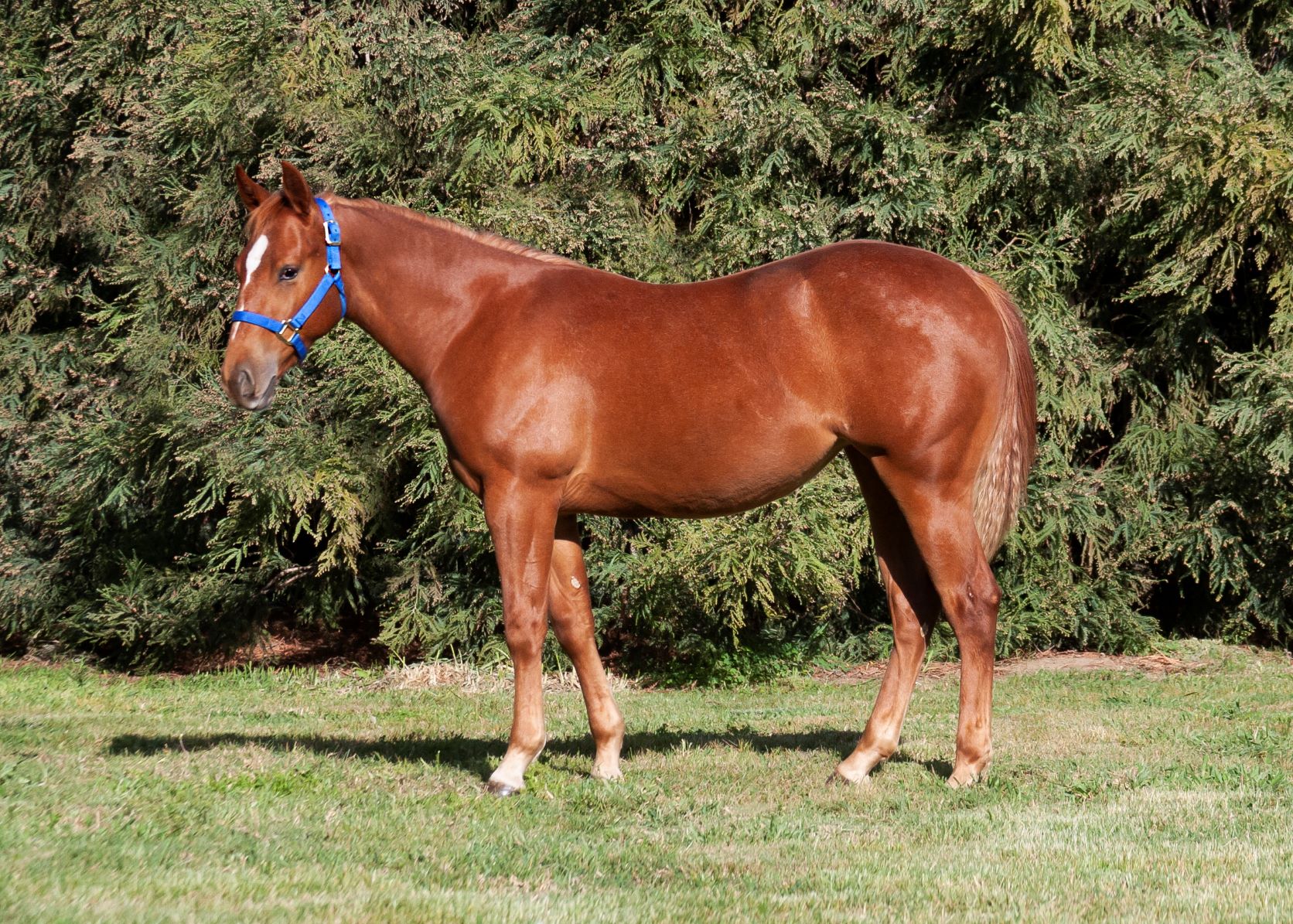 Sale Order2 - A Star On The Reydar