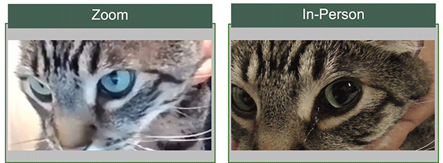 Two pictures of the same cat. The right one taken in an in-person meeting, the eyes are much more dilated.