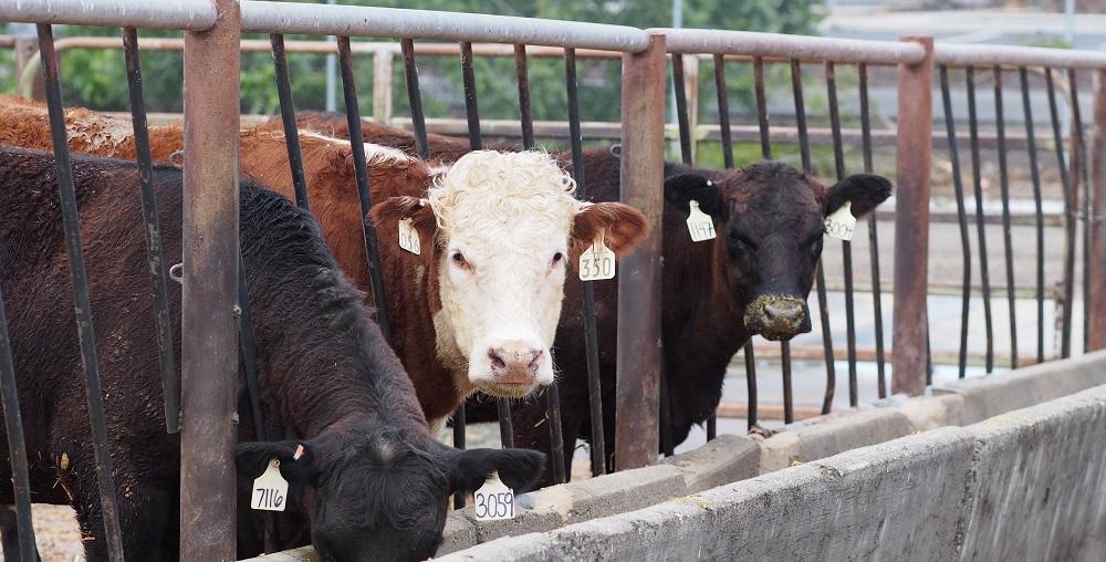 UC Davis Department of Animal Science Internships Photogallery