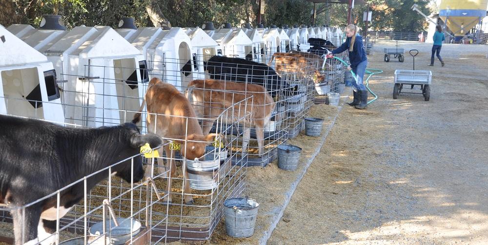 UC Davis Department of Animal Science Internships Photogallery