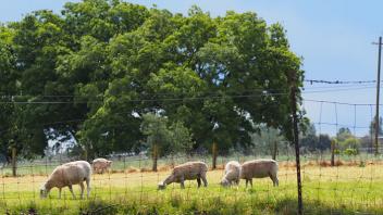 Sheep Facilities