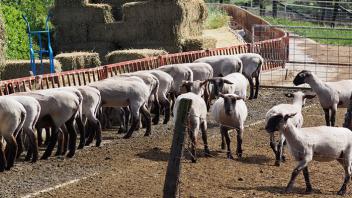 Sheep Facilities
