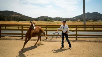 Abby Followwill, a trainer an El Campeon Farms, works with a young Santa Cruz Island Horse. UC Davis researchers are working with El Campeon Farms to preserve the Santa Cruz Island horse, which for centuries lived on the Channel Islands.