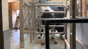 UC Davis Dairy: 4pm, first cow in!