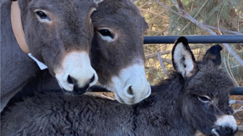 Radio-collaring wild donkeys in Death  Valley, the Mojave and in Fort Irwin and NASA areas.