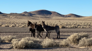 Radio-collaring wild donkeys in Death  Valley, the Mojave and in Fort Irwin and NASA areas.