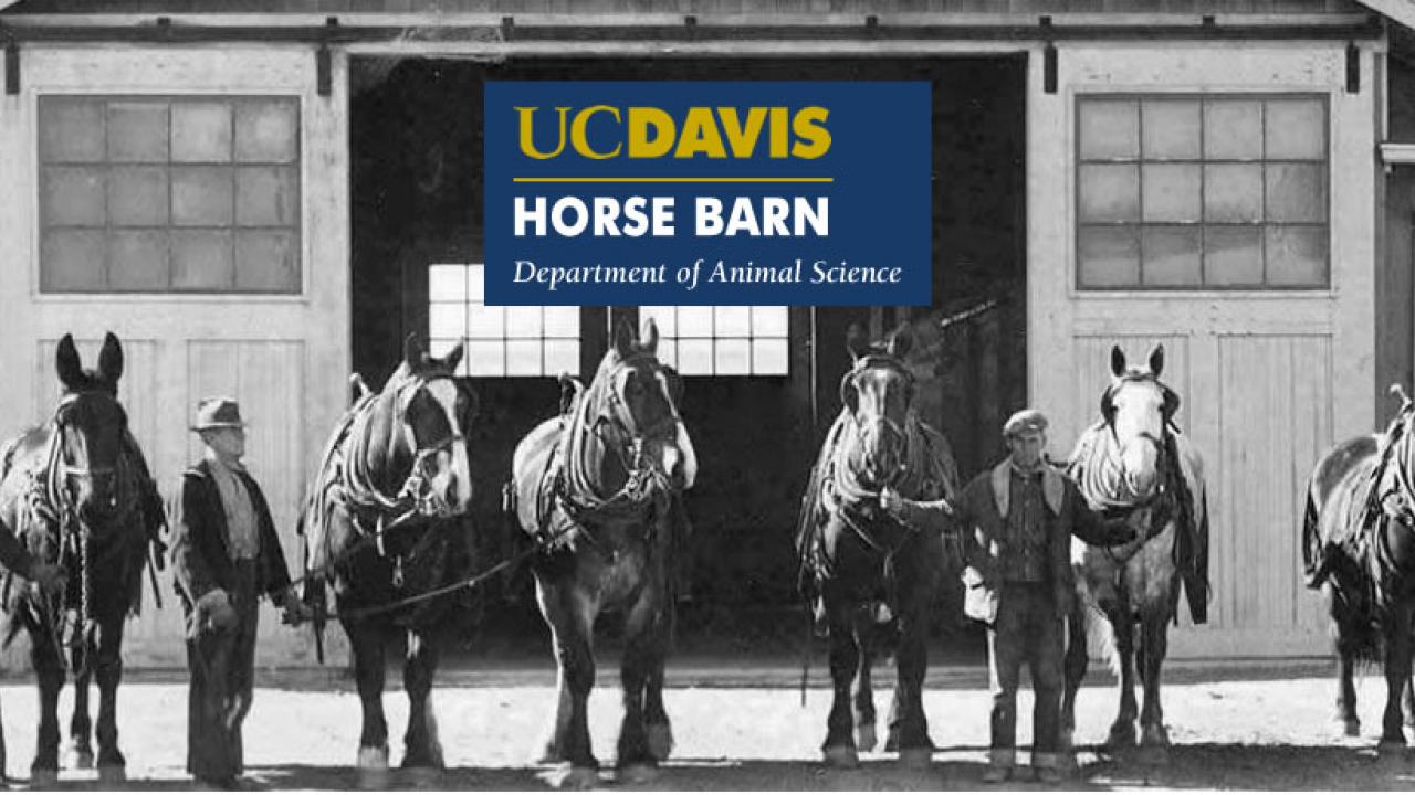 Horse Barn Uc Davis Department Of Animal Science