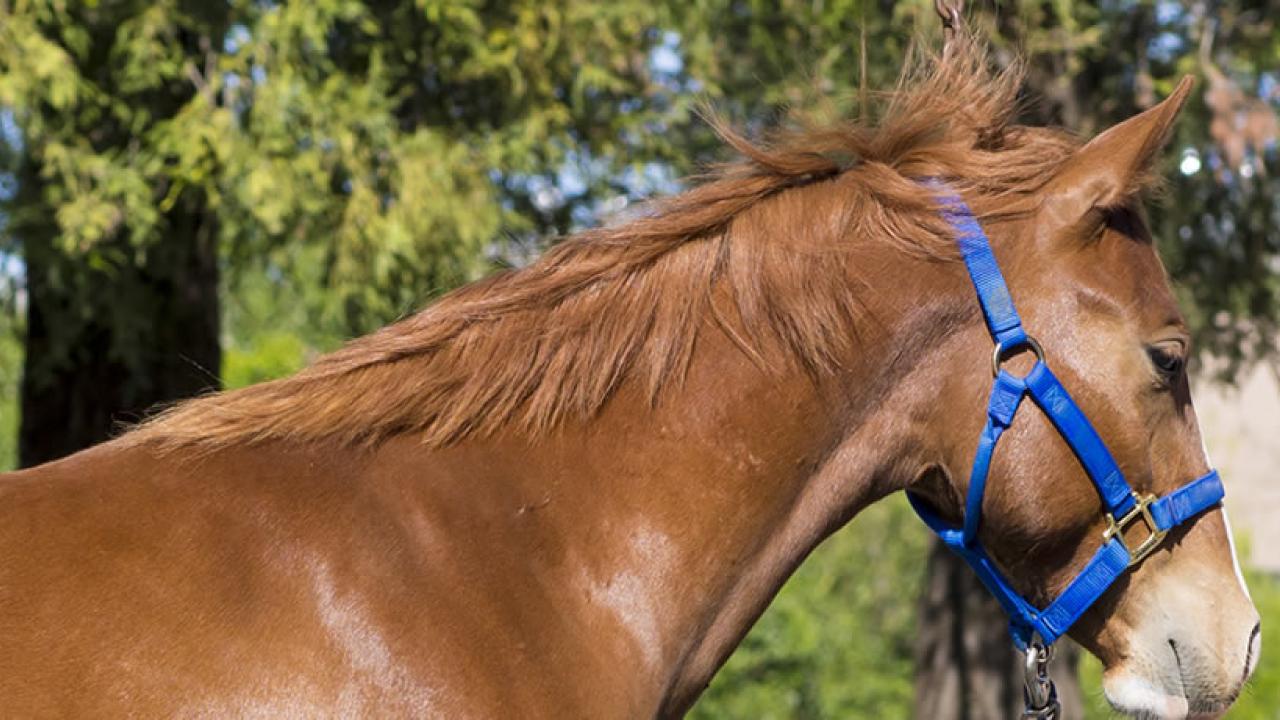 UC Davis Department of Animal Science - Horse Barn ...