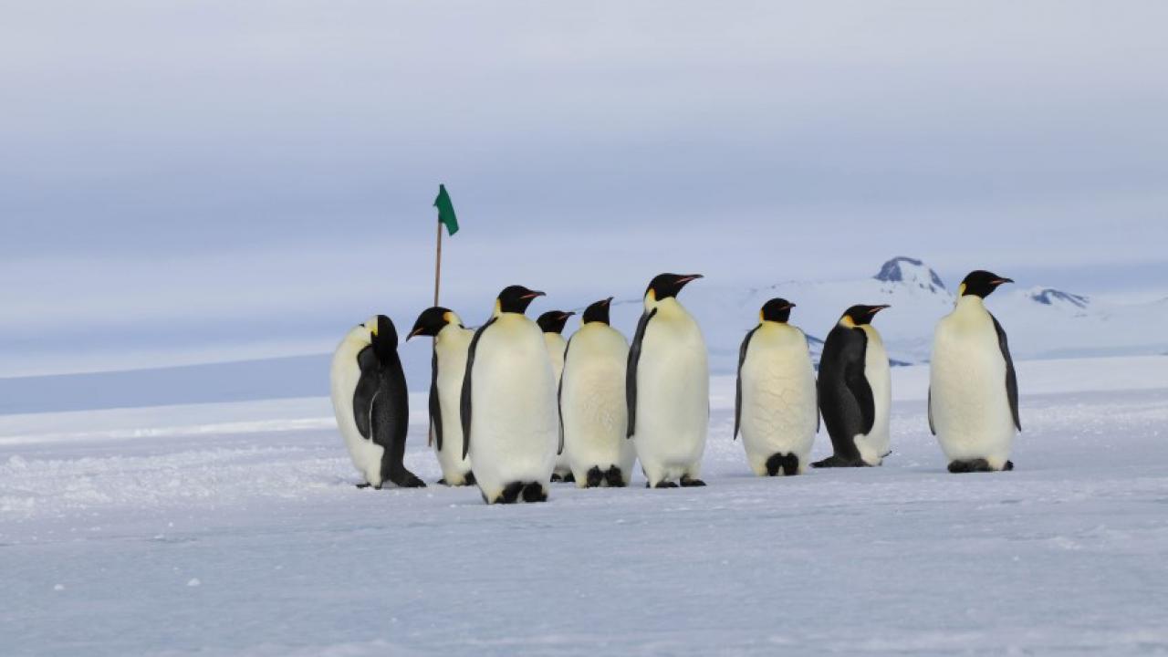 Emperor penguins on one of the sea ice roads Dr. Todgham’s team uses to get to field sites in McMurdo Sound