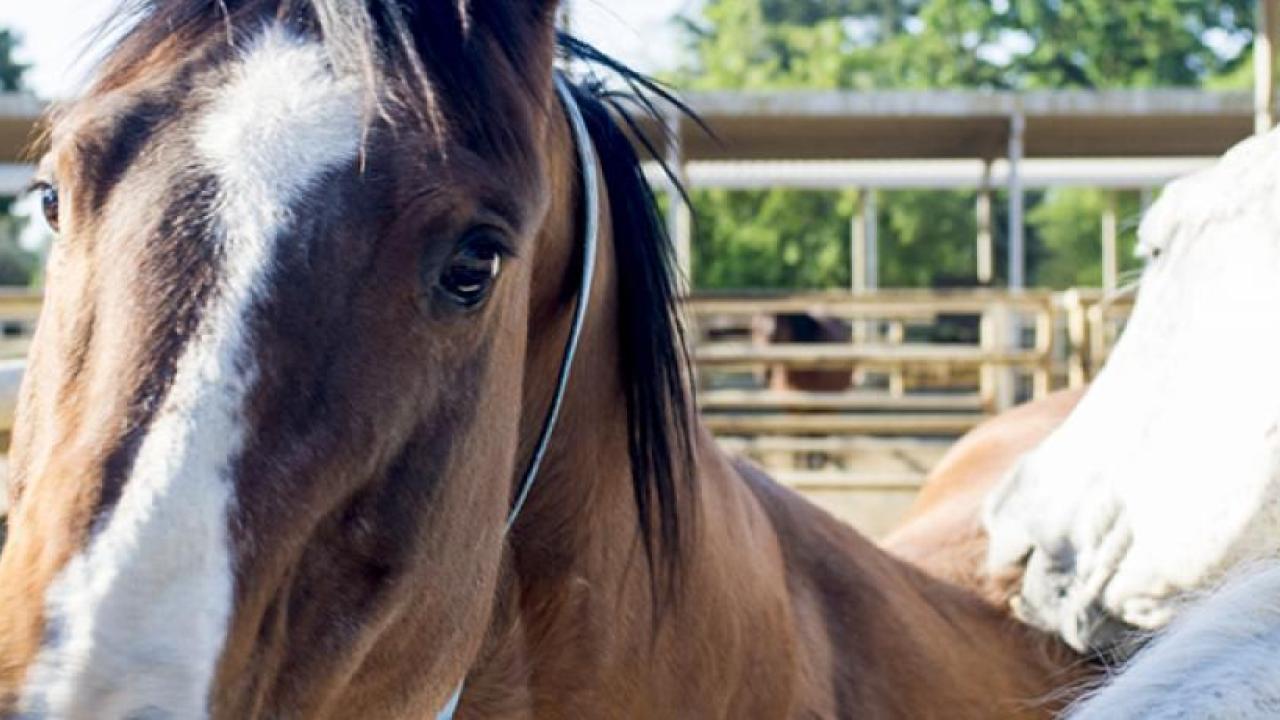 UC Davis Department of Animal Science Teaching, Research, and