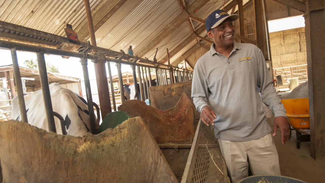 Professor Ermias Kebreab with the UC Davis Department of Animal Science is conducting research with dairy cows to find out if seaweed will reduce methane emissions from cattle. Results are promising, but not final. (Gregory Urquiaga/UC Davis)
