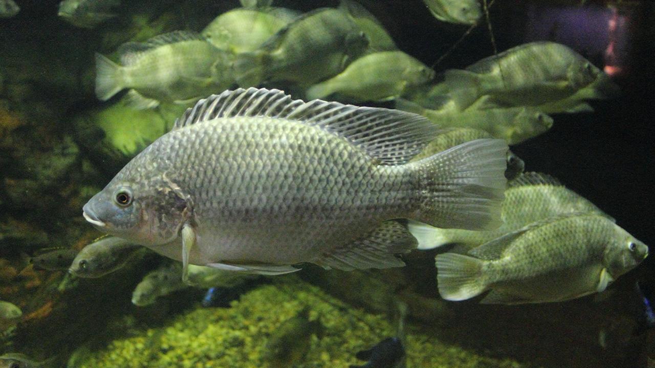 Studying Mozambique tilapia, the researchers found that short DNA segments enhance expression of genes that regulate the fish's internal body chemistry in response to salinity stress. (Photo by Greg Hume/Creative Commons)