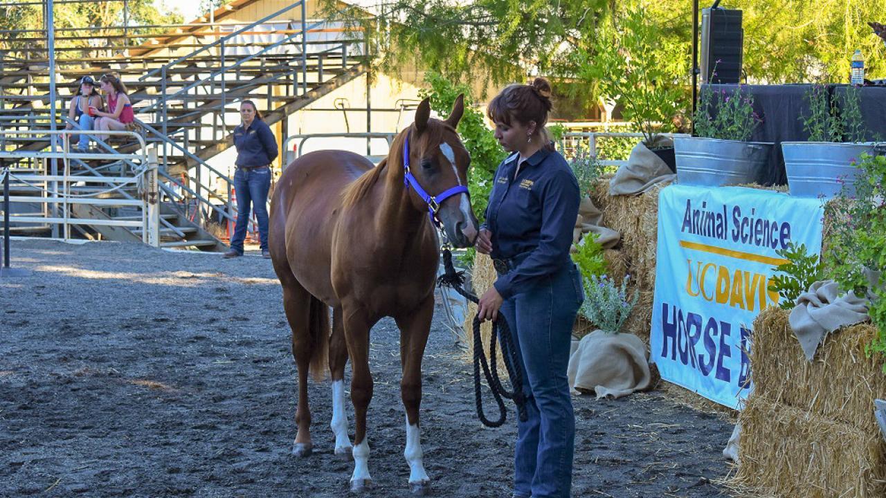 Horse Sale