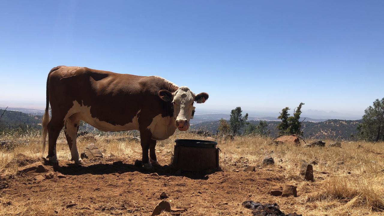 A cow at the Sierra Foothill Research Center