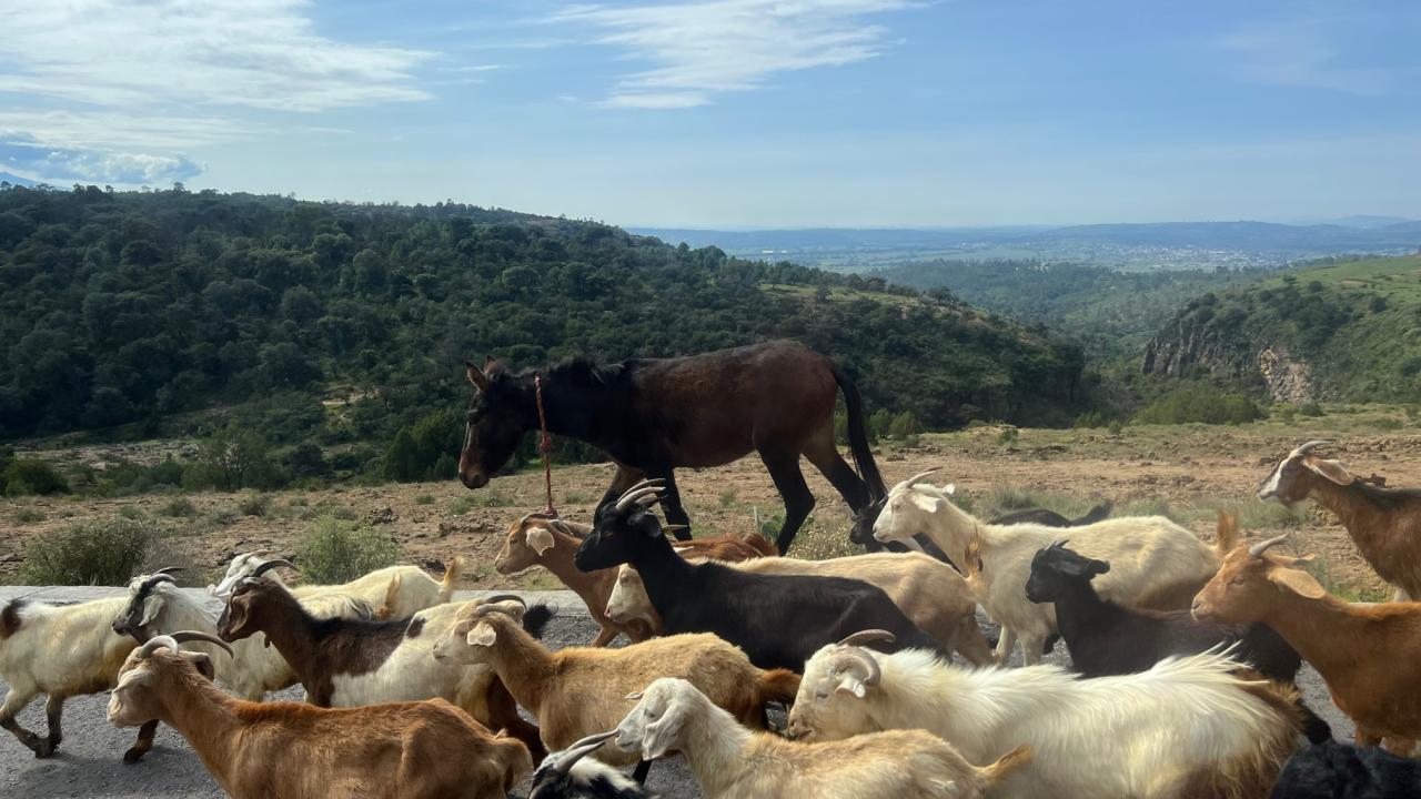 A mule walks alongside a goat herd.