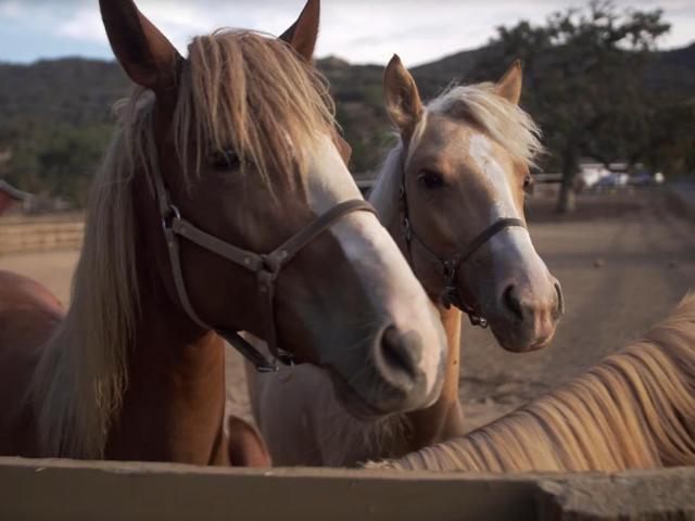 Santa Cruz Island Horses