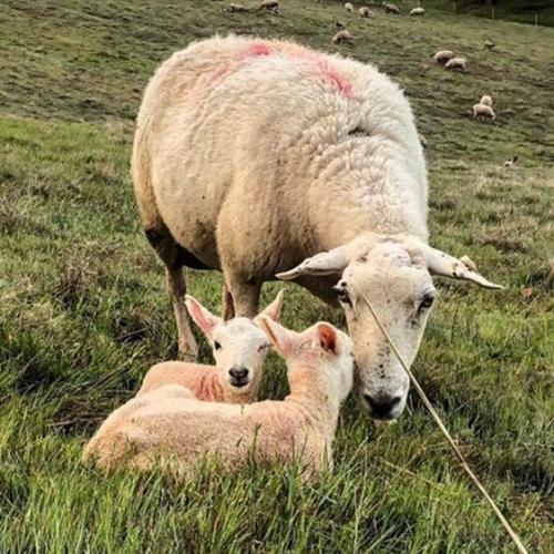 Sheep for ewe maternal behavior study