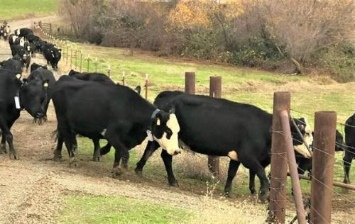 Cows on Koch pasture