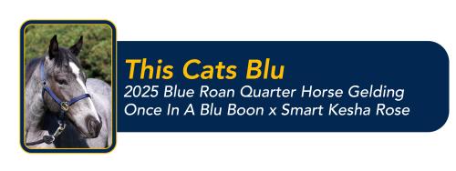 Blue roan horse head photograph beside navy badge labeled This Cats Blu with breeding details