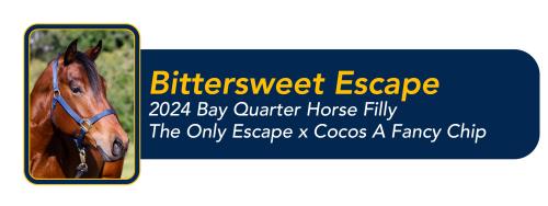 Bay filly head photograph beside navy banner reading Bittersweet Escape and breeding info