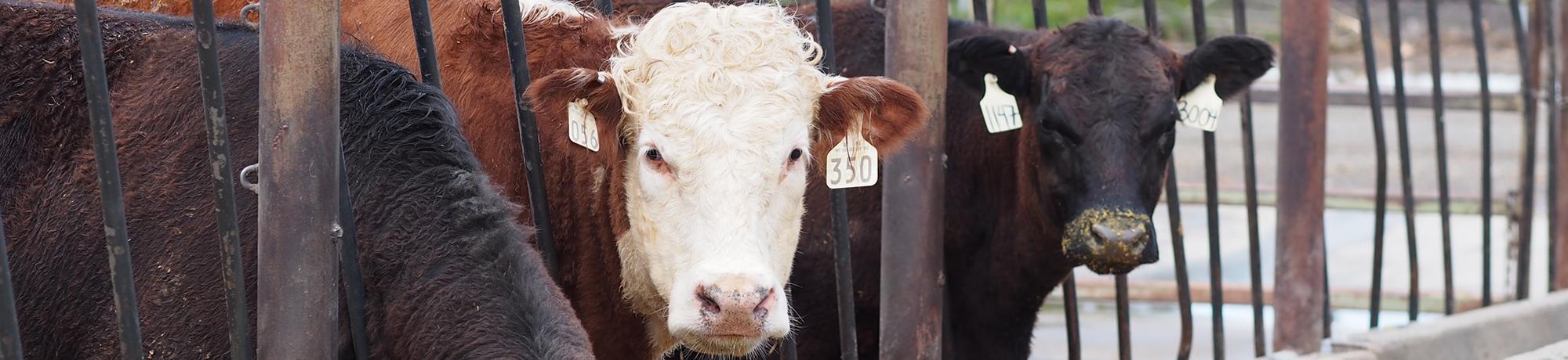 Cattle