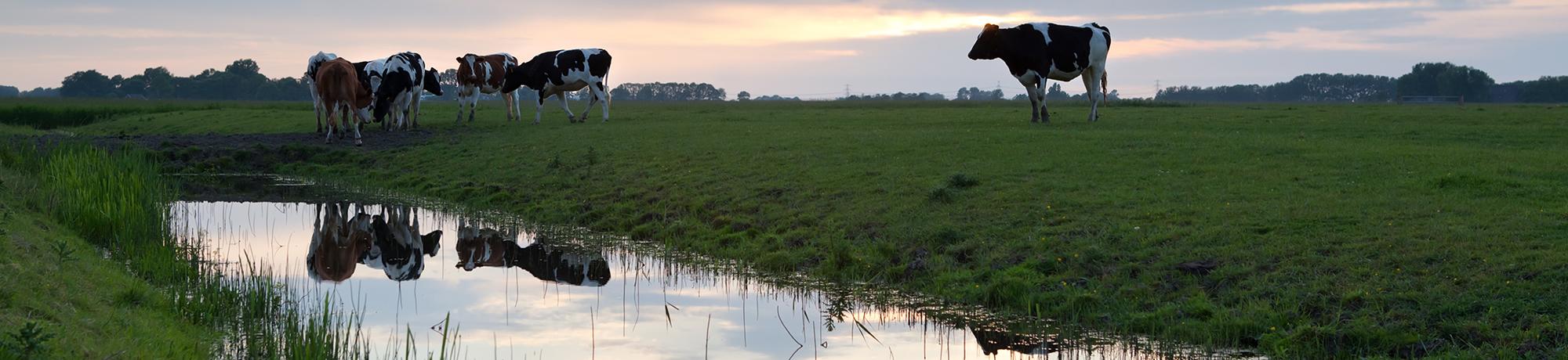 farm scene