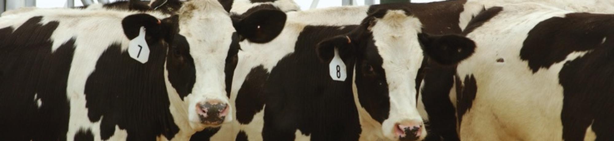 Dairy Cows