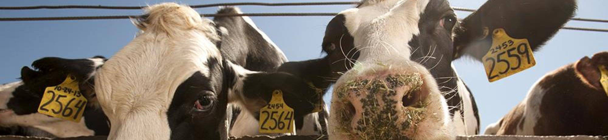 photo of two dairy cows as webpage banner